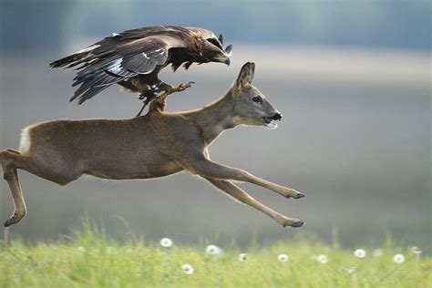 🔥 The unbelievably strong golden eagle hunting an adult deer : NatureIsFuckingLit