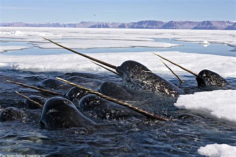 Narwhal Whale | Fun Animals Wiki, Videos, Pictures, Stories