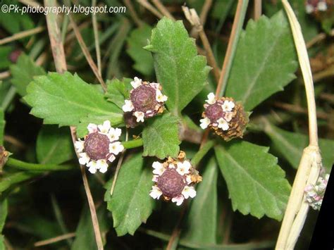 Frog Fruit-Phyla nodiflora | Nature, Cultural, and Travel Photography Blog