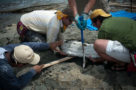 Fossil specimen reveals a new species of ancient river dolphin