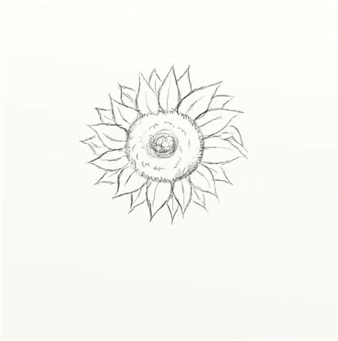 How to Draw a Sunflower (in 10 Easy Steps) - FeltMagnet