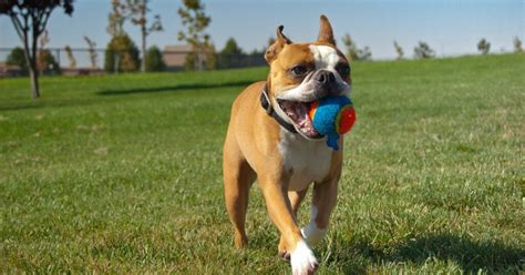 Teach Your Dog to Fetch: From Beginners to Advanced Fetchers