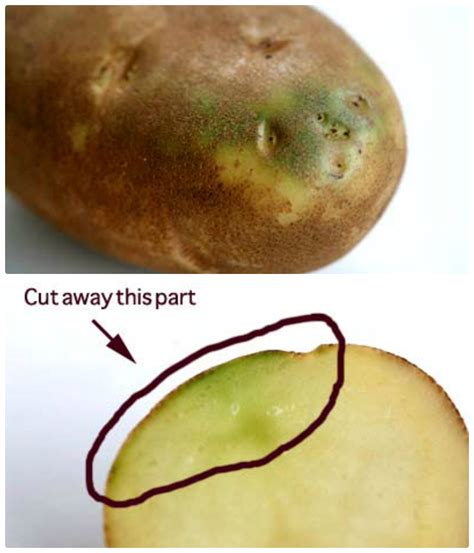 The potato is the most common cause of solanine poisoning in humans ...