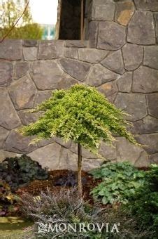 Dwarf Evergreen Trees For Zone 9 - Thuem Garden Plant