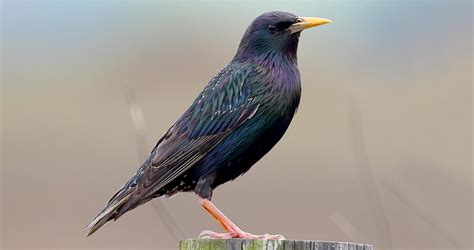 European Starling Identification, All About Birds, Cornell Lab of ...