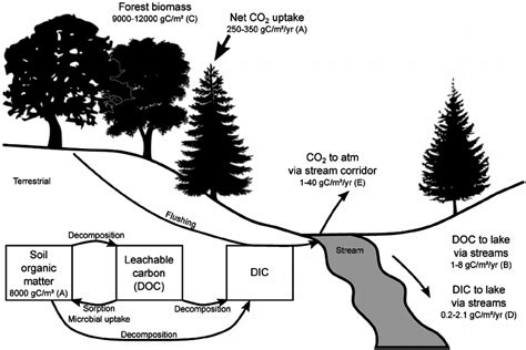 Schematic drawing showing the size of some of the organic carbon pools,... | Download Scientific ...