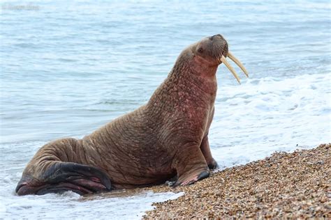 Thor the Walrus stops at Calshot beach near Southhampton following sightings across Europe - in ...