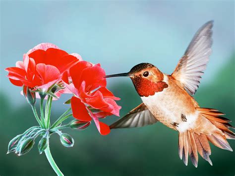 🔥 [48+] Hummingbird Screensavers and Wallpapers | WallpaperSafari