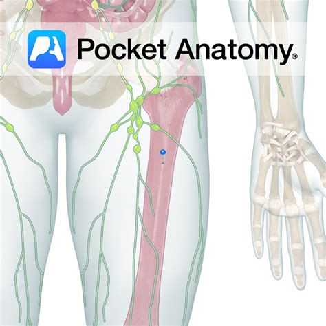 Bone Marrow - Pocket Anatomy