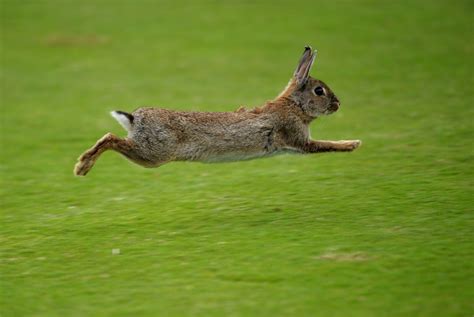 Rabbits unearth a trove of New Stone Age treasure at Land's End | The Independent