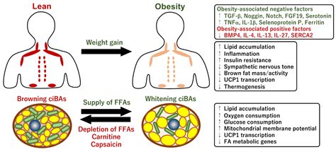 IJMS | Free Full-Text | Mitochondrial Energy Metabolism in the Regulation of Thermogenic Brown ...