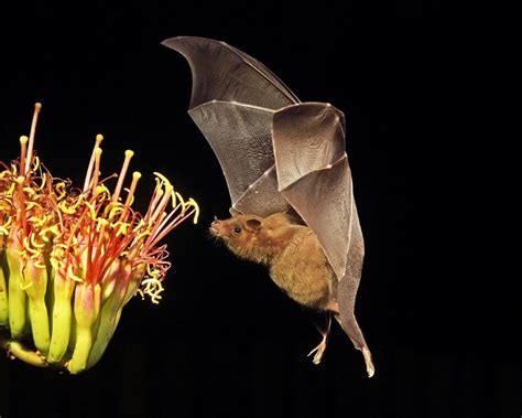 Weird And Unexpected Pollinators Who Help Keep Our World’s Ecosystems ...