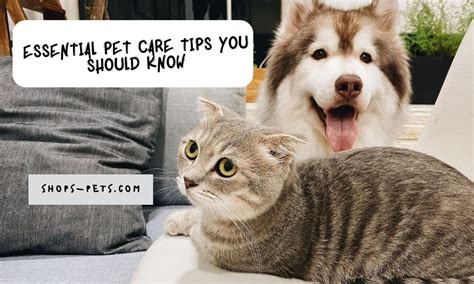 Essential Pet Care Tips You Should Know | Shops Pets