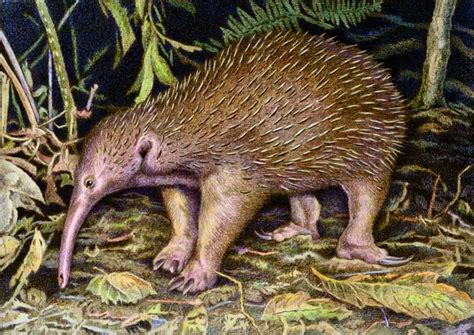 Western long beaked echidna - Alchetron, the free social encyclopedia