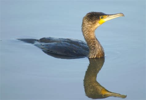 Get to know the cormorant: habitat, characteristics and reproduction