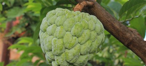 Cherimoya - Have A Plant