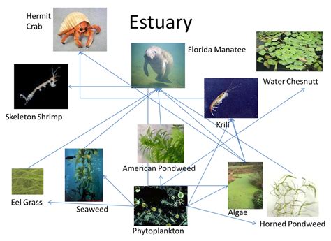 Food Web - The Marine Biome