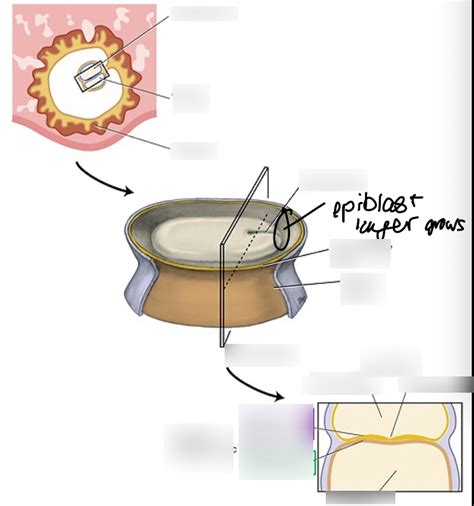 Diagram of Formation of the Primitive Streak and Embryological Cell Layers | Quizlet