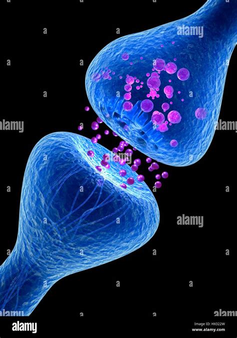 Synapse. Computer illustration of a synapse, the junction between two neurons. Synapses transmit ...