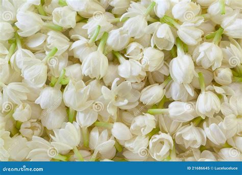 82 Background Jasmine Flowers Images - MyWeb