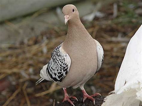 Nuremberg Lark Pigeon ~ ENCYCLOPEDIA OF PIGEON BREEDS