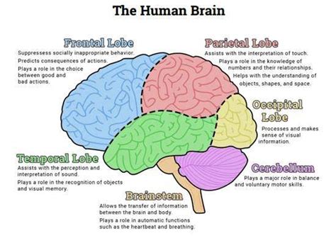 Simple diagram of brain