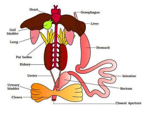 the digestive system functions - ModernHeal.com