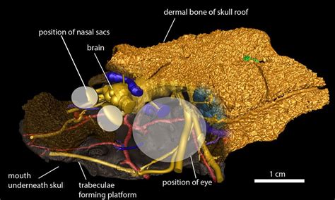 Fish Brains to Faces, Evolutionists Say | Answers in Genesis