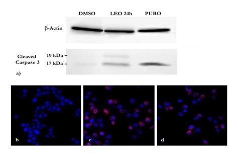 Cleaved caspase-3 expression investigated by Western blotting and... | Download Scientific Diagram