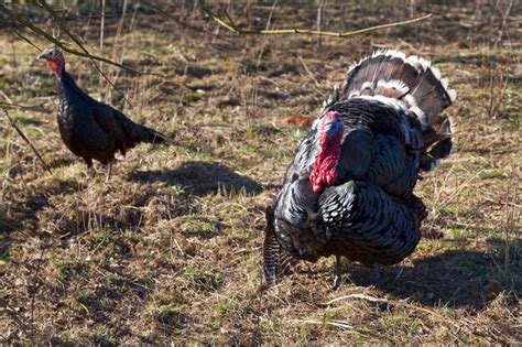 Premium Photo | Couple of domestic turkeys