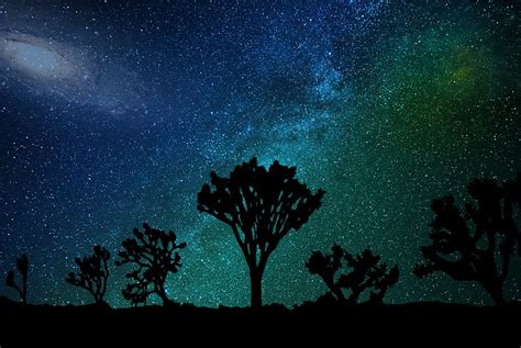 HD wallpaper: trees under starry night wallpaper, starry sky, joshua tree, star - Space ...