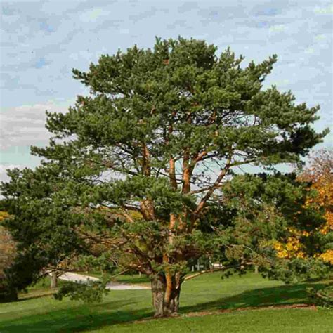 Scotch Pine | Breezy Hill Nursery - Main