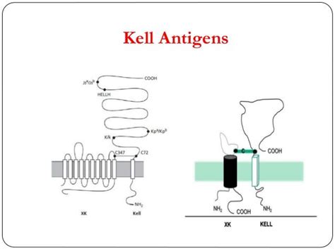 Kell blood group system