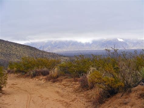 Desert Packrat: Chihuahuan Desert Rain