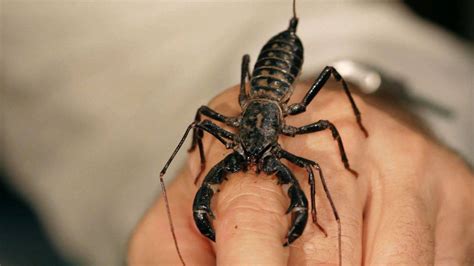 6 Cool Facts & Care Tips for Vinegarroon Scorpions - Howcast