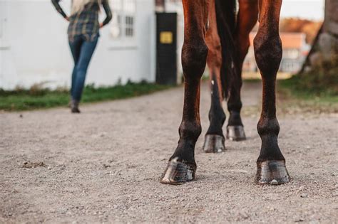 Hoof Growth: How to Feed Your Horse for Best Results | Mad Barn