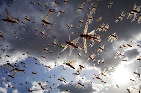 Desert locust swarms | 31 March 2020, Kipsing, near Oldonyir… | Flickr