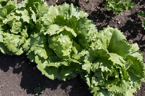 Planting Sun Devil Lettuce – Tips On Lettuce ‘Sun Devil’ Plant Care