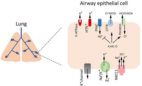 Functional interplay between CFTR and pendrin: physiological and ...