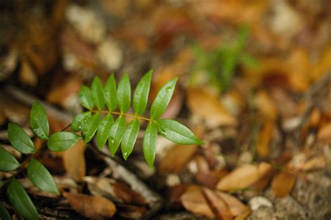 Plants with Dark Green Leaves · Free Stock Photo