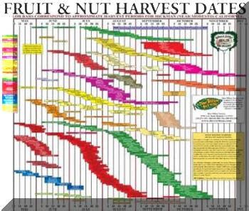 link to a fruit ripening chart | Espalier and trees | Pinterest | Fruit trees, Shrub and Gardens