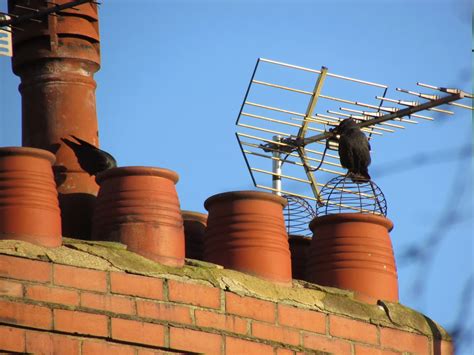 The Rattling Crow: Jackdaws inspecting potential nest site