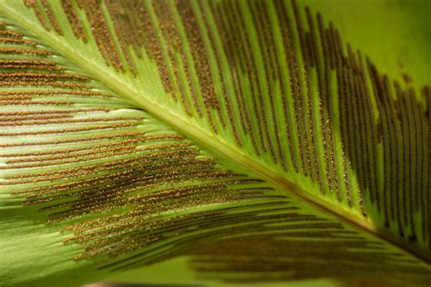 Collecting Spores From Bird Nest Ferns - How To Collect Spores From Ferns