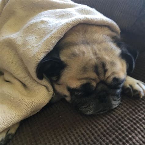 Pug In a Blanket!!!!! 😆😆😆#pugsofinstagram #puglife #pug #puglove # ...