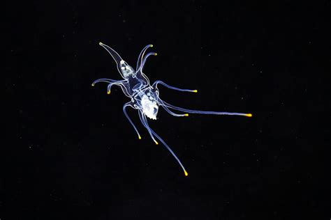 Brachiolaria - Starfish larvae | Alexander Semenov | Flickr