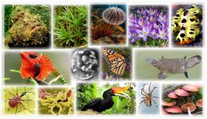 Biodiversity – An Interactive Introduction to Organismal and Molecular ...