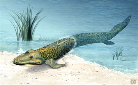 New Hypothesis for Origin of Terrestrial Vertebrates Proposed ...