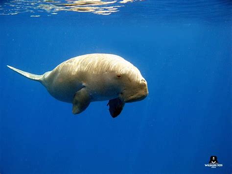 It's time for some ‪#‎FridayFacts‬ about the ‪#‎Dugong‬! 1. Dugongs are large mammals that can ...