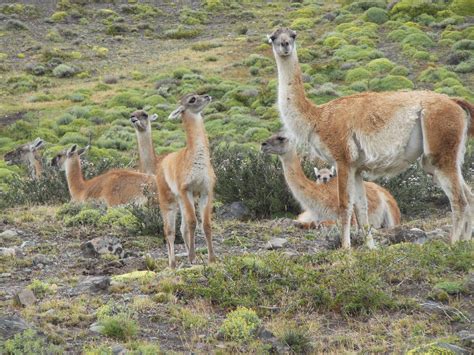 Guanacos's in Torres Del Paine National Park, Chile (Dec 31, 2014 ...