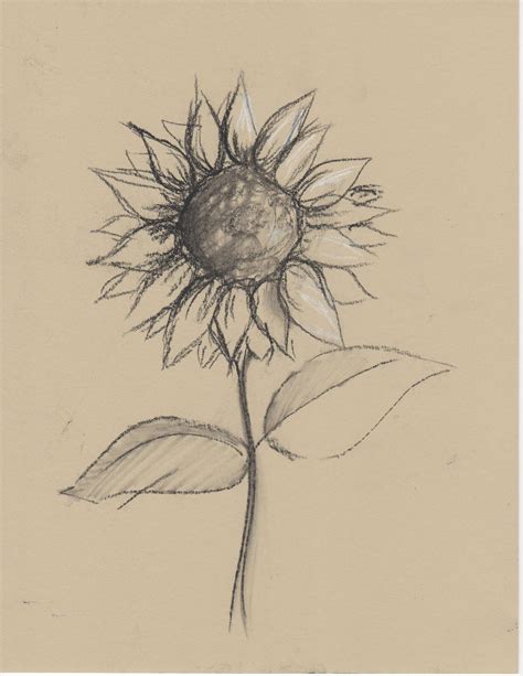 Pencil Sunflower Drawing Ideas - Goimages Watch